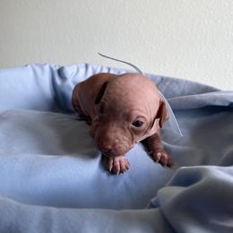 Balto - Chocolate and tan male American Hairless Terrier puppy in Belton, Texas from Copper Lilly Kennel