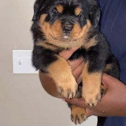 Rottweiler Puppies from Vom Jager Haus Rottweilers