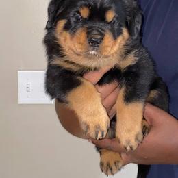Rottweiler Puppies from Vom Jager Haus Rottweilers