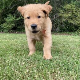 Golden Retriever Puppies from Washington Lakeside Goldens