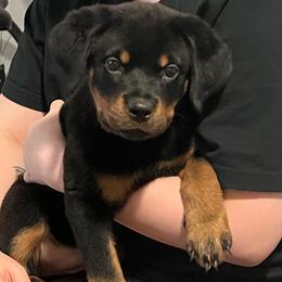 Rottweiler Puppies from Fantasy Kennel