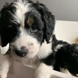 Bernedoodle Puppies from Hollie Walker's Bernedoodles