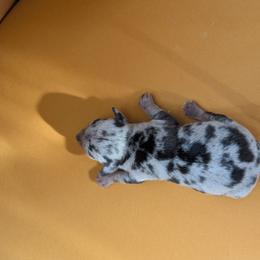 Benji - Dapple male Dachshund puppy in Barnard, Missouri from KB Doxies