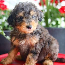 Elton - Brown merle male Aussiedoodle puppy in Crete, Nebraska from Doodles & Co