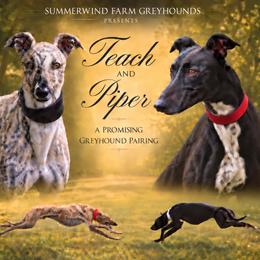 Greyhound puppies from SummerWind Farm Greyhounds