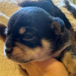 Charlee - Black and tan female Chihuahua puppy in Brooklyn, Connecticut from Ladybug Chihuahuas