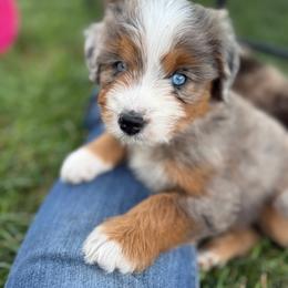 Blu - female Australian Mountain Doodle puppy in Hesperia, Michigan from C4 Ranch