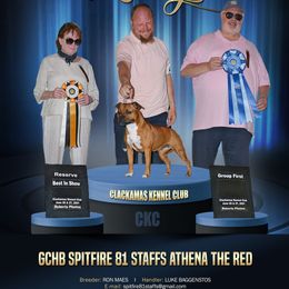 Staffordshire Bull Terrier All Grown Up from Spitfire 81 Staff's