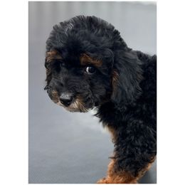 Purple - Phantom female Poodle puppy in Henefer, Utah from Mountain Valley Poodles