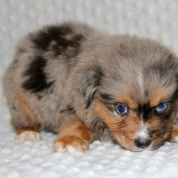 Blue - Blue merle male Miniature Australian Shepherd puppy in Paris, Texas from Kuttin’ Up Mini Aussies
