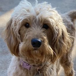 Cedar - Goldendoodle