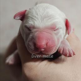 Grey - White and liver brown male Dalmatian puppy in Conrath, Wisconsin from JSF Dalmatians LLC