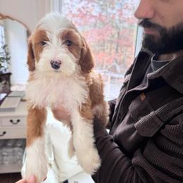 Lumi (Purple collar) - Red  female Goldendoodle puppy in Ruthorfordton, North Carolina from Duncan Doodles Goldendoodles