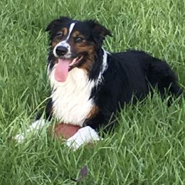 Rodwy - Australian Shepherd
