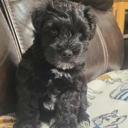 Jet - Black male Miniature Schnauzer puppy in Graham, Washington from Kristy's French Bulldogs & Mini Schnauzers