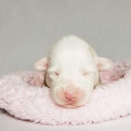 American Corgi and Pembroke Welsh Corgi Puppies from Whimsical Treasure Corgis