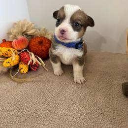 Superman - Sable male Pembroke Welsh Corgi puppy in Millsap, Texas from Punchy Pembroke Ranch