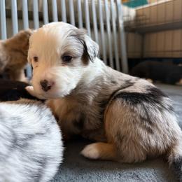 Frost - Blue merle male Miniature American Shepherd puppy in Phoenix, Arizona from Outlaw Minis