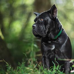 Cane Corso and Shetland Sheepdogs from Redemption Kennels