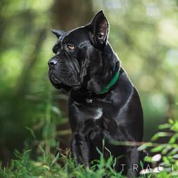 Cane Corso and Shetland Sheepdogs from Redemption Kennels