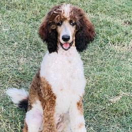 Jewel - Bernedoodle