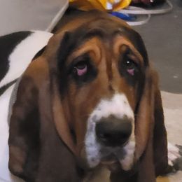 Winston - Basset Hound