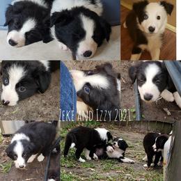 "Seal/white and Black/white Pups to outside female" Border Collie Puppies from Oddity Kennels