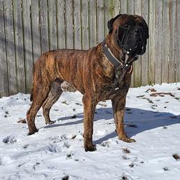 Bullmastiff Puppies from Watchman Kennels