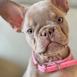 French Bulldogs from Frenchiesnest