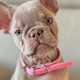 French Bulldogs from Frenchiesnest