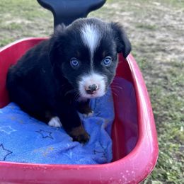 Aussiedoodle, Miniature Australian Shepherd, Poodle, and Toy Australian Shepherd Puppies from Sandy Creek Kennels