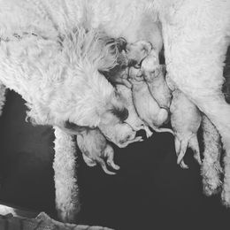 Goldendoodle Puppies from Lakeside Doodles