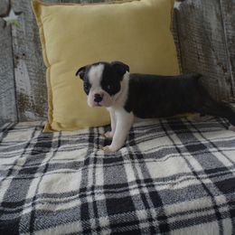 Boston Terrier Puppies from Hope Ky. Bostons
