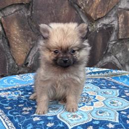 Male 1.4 pounds - Cream sable male Pomeranian puppy in Munford, Alabama from The Pom Patch