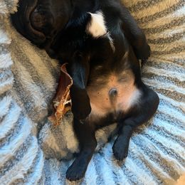 Pug Puppies from Wicked Kennel