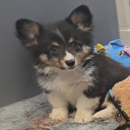 Reba - Fluffy - Black and tan female American Corgi puppy in Lithia, Florida from Diamondcrest Inc
