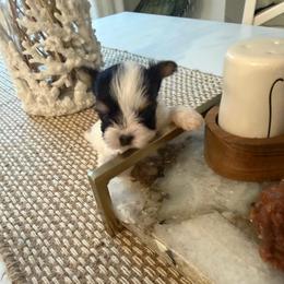 Boq - Black tan and white male Biewer Terrier puppy in Cartersville, Georgia from Alpha Tiny Paws