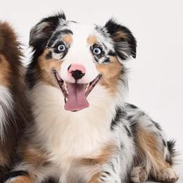 Missy - Miniature Australian Shepherd