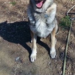 German Shepherds from Bahr-S German Shepherds