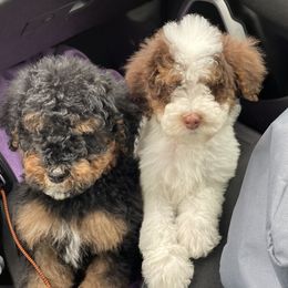 Bernedoodle, Cavapoo, and Goldendoodle Puppies from Doodle Amore