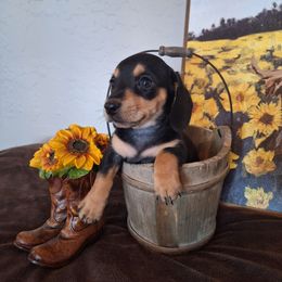 Hope - Black and cream female Dachshund puppy in Surprise, Arizona from Codie's Dachshunds