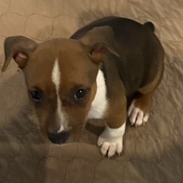 Cabernet - Red white and sable male Rat Terrier puppy in Savoy, Texas from Rockin EZ Rat Terriers