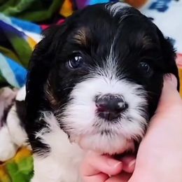 Cavapoo Puppies from Southwest Cavapoos