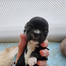 AKC Black boy - Black and white male Chihuahua puppy in Duvall, Washington from Chihuahua Long Coats