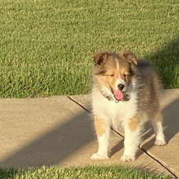 Shetland Sheepdog Puppies from Agee's World of Shelties