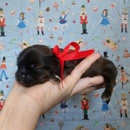 Caviler - Chocolate male Shih Tzu puppy in Jasper, Georgia from Tiny Bubbles Shih Tzus