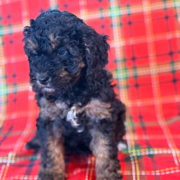 Gander - Brown white and tan male Cockapoo puppy in Saint Louis, Missouri from Jax Doodles