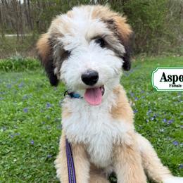Aspen - In Training - Merle female Bernedoodle puppy in Milan, Indiana from Doodles & Spice