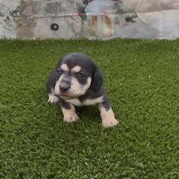 Black and Cream Smooth Female - Black and cream female Dachshund puppy in Killeen, Texas from Southern Dachshunds