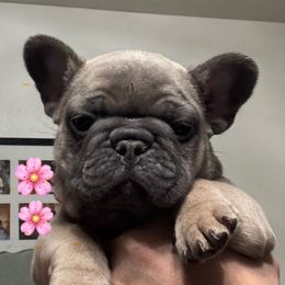 Patty - Blue fawn female French Bulldog puppy in Greenville, Texas from Lisa's French Bulldogs